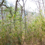 岩戸別荘地（藪の奥）